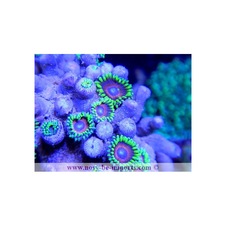 Zoanthus colorés