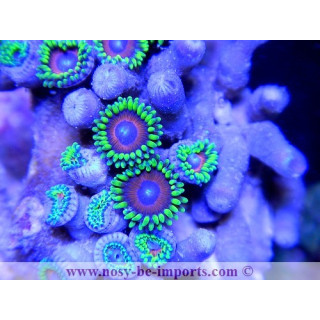Zoanthus colorés