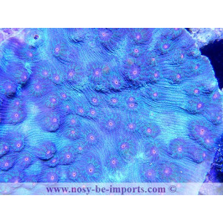 Mycedium sp. Rainbow
