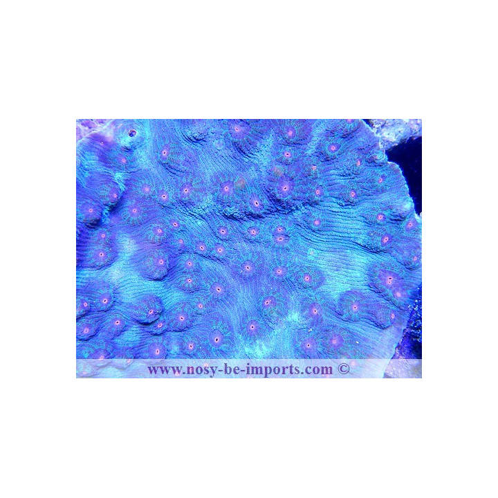 Mycedium sp. Rainbow
