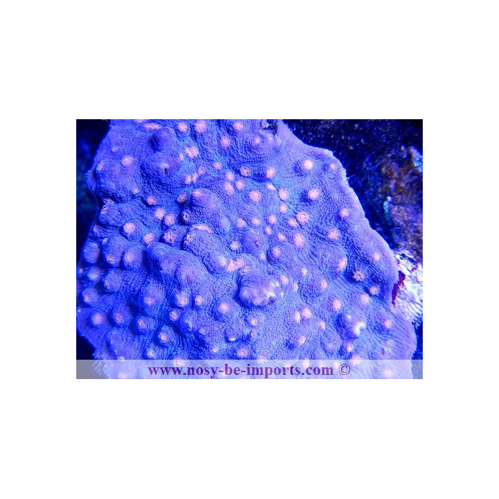 Mycedium robokaki - Corail dur LPS - Aquarium sur mesure