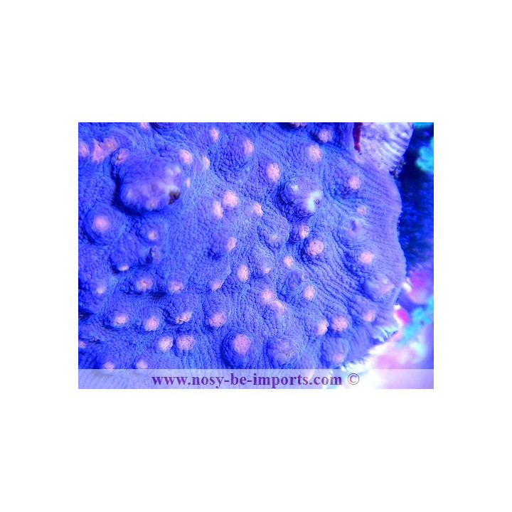 Mycedium robokaki - Corail dur LPS - Aquarium sur mesure