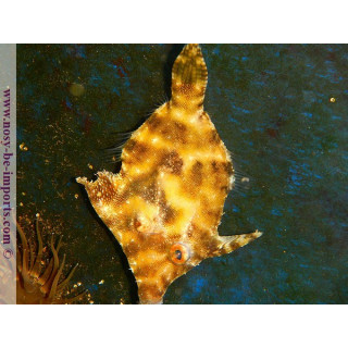 Acreichtys tomentosus - poisson marin - Aquarium sur mesure