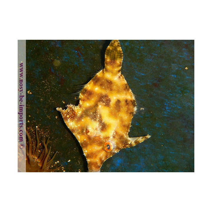 Acreichtys tomentosus - poisson marin - Aquarium sur mesure