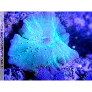 Actinodiscus sp. vert metal