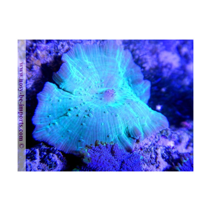 Actinodiscus sp. vert metal