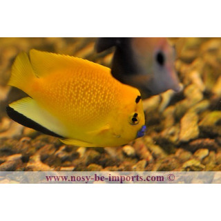 Apolemichthys trimaculatus
