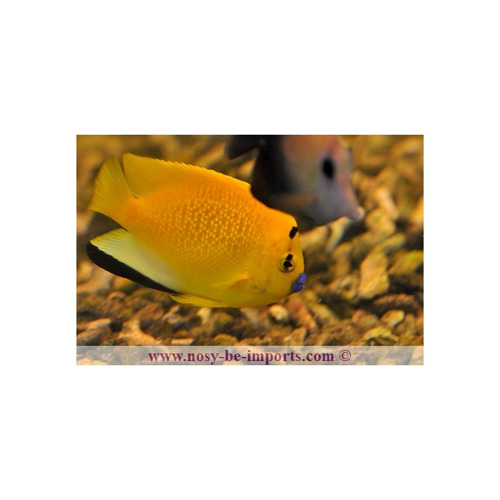 Apolemichthys trimaculatus