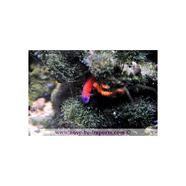 Lythrypnus dalli - poisson marin VPC - aquarium sur mesure
