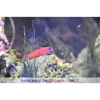 Lythrypnus dalli - poisson marin VPC - aquarium sur mesure