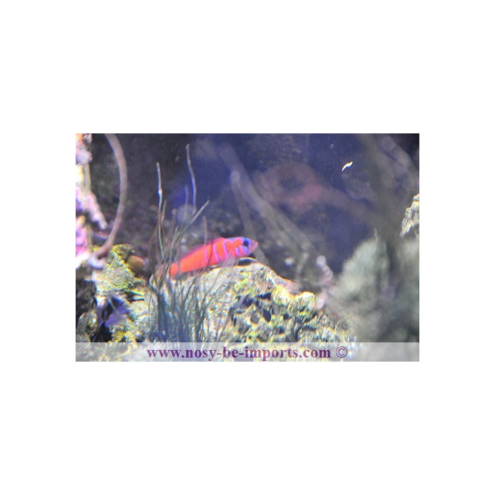 Lythrypnus dalli - poisson marin VPC - aquarium sur mesure