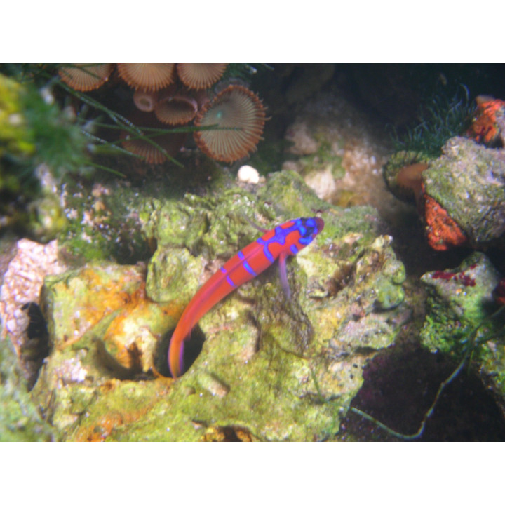 Lythrypnus dalli - poisson marin VPC - aquarium sur mesure