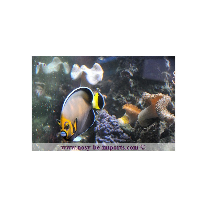 Chaetodontoplus conspicillatus