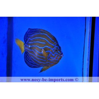 Chaetodontoplus septentrionalis