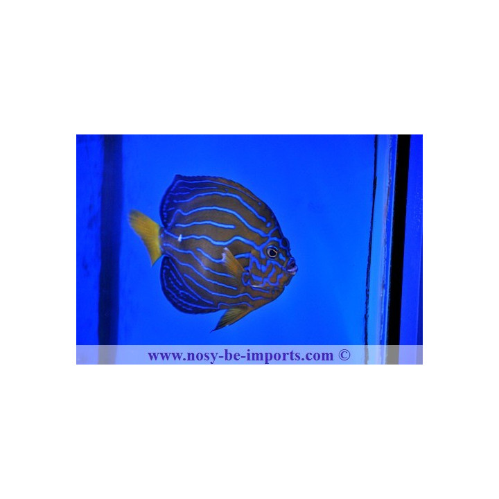 Chaetodontoplus septentrionalis
