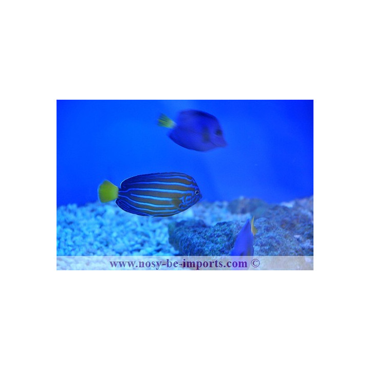 Chaetodontoplus septentrionalis