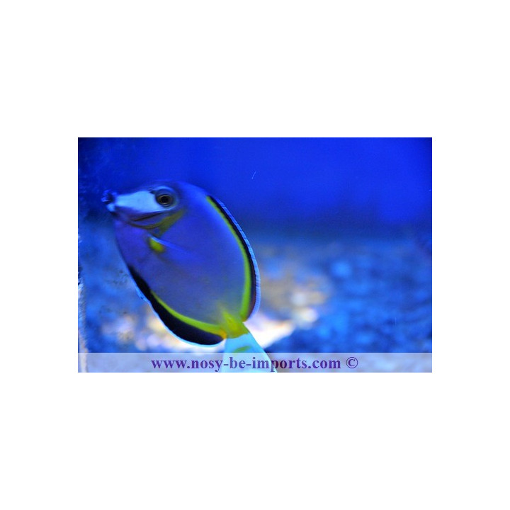 Acanthurus japonicus