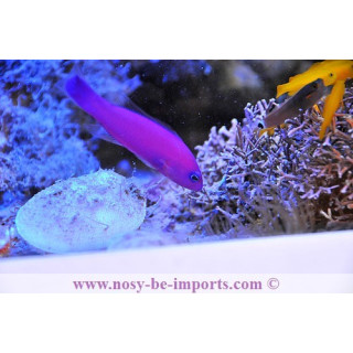 Pseudochromis porphyreus