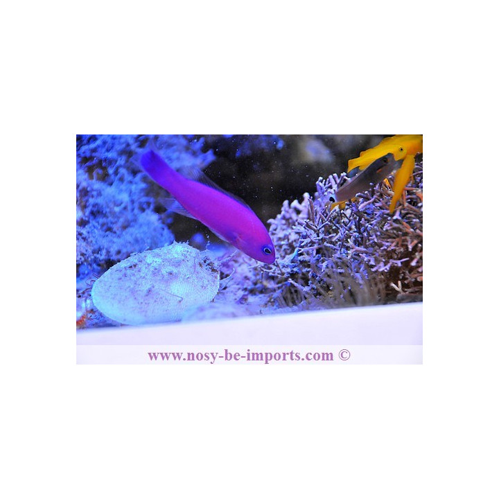 Pseudochromis porphyreus