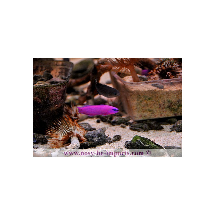 Pseudochromis fridmani ELEVAGE