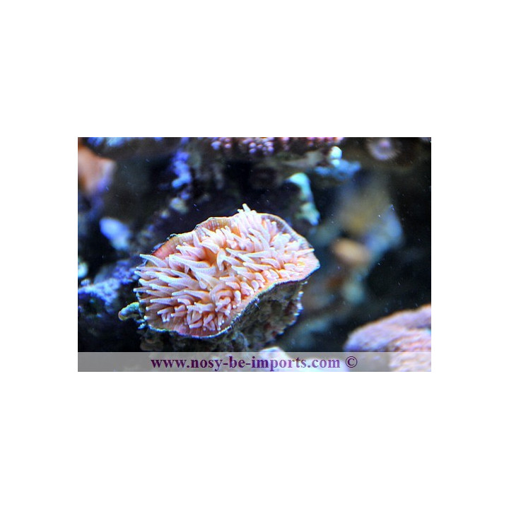 Rhizotrochus typus