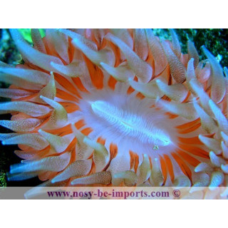 Rhizotrochus typus