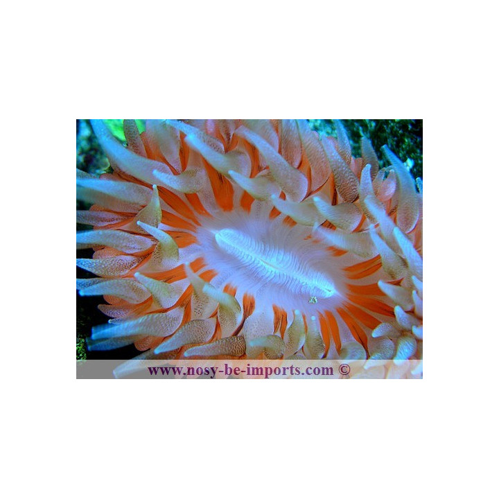Rhizotrochus typus