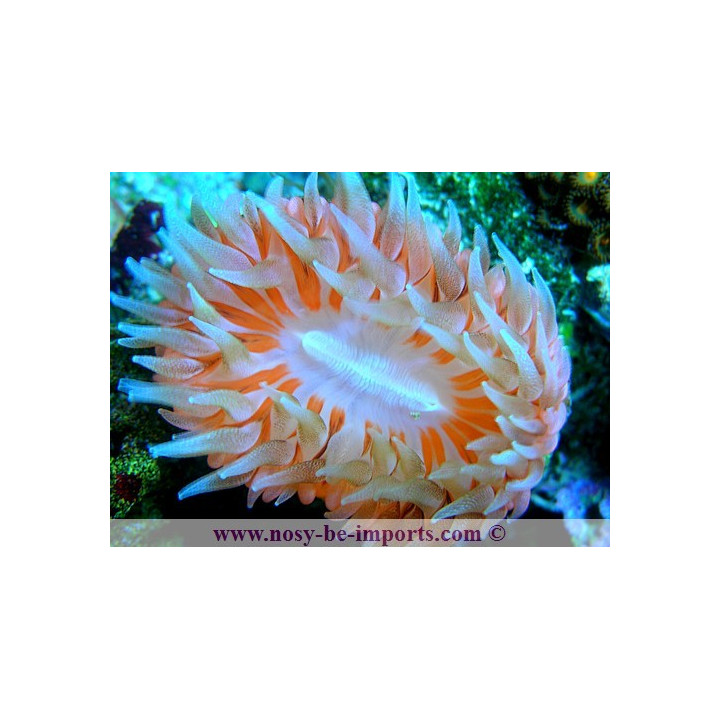 Rhizotrochus typus