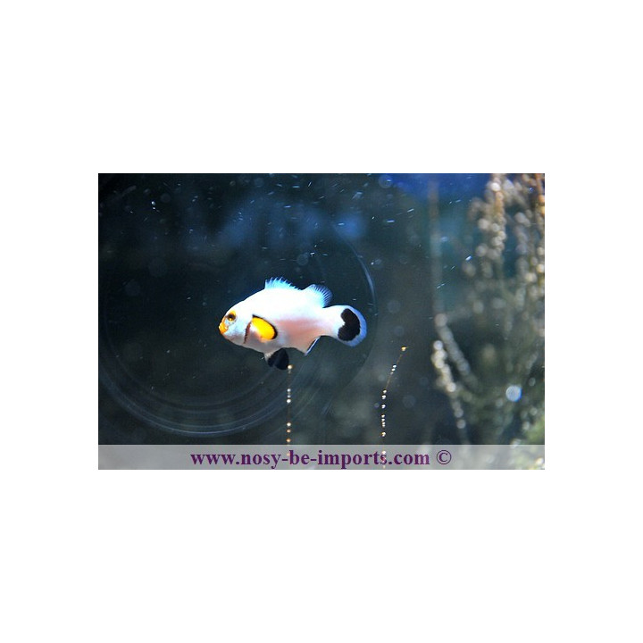 Amphiprion ocellaris Wyoming