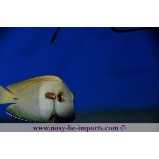 Acanthurus olivaceus