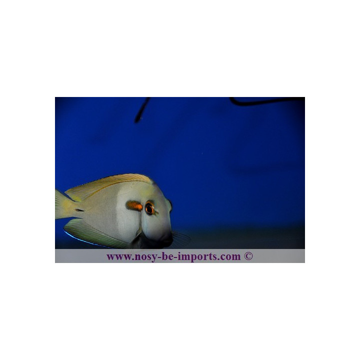 Acanthurus olivaceus