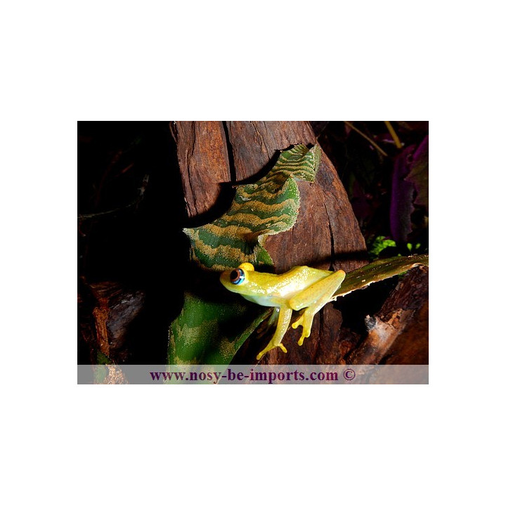 Boophis viridis