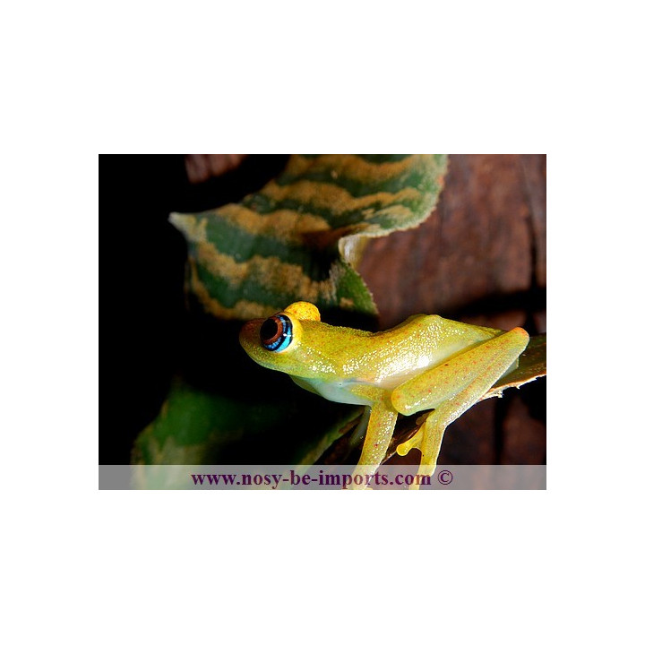 Boophis viridis
