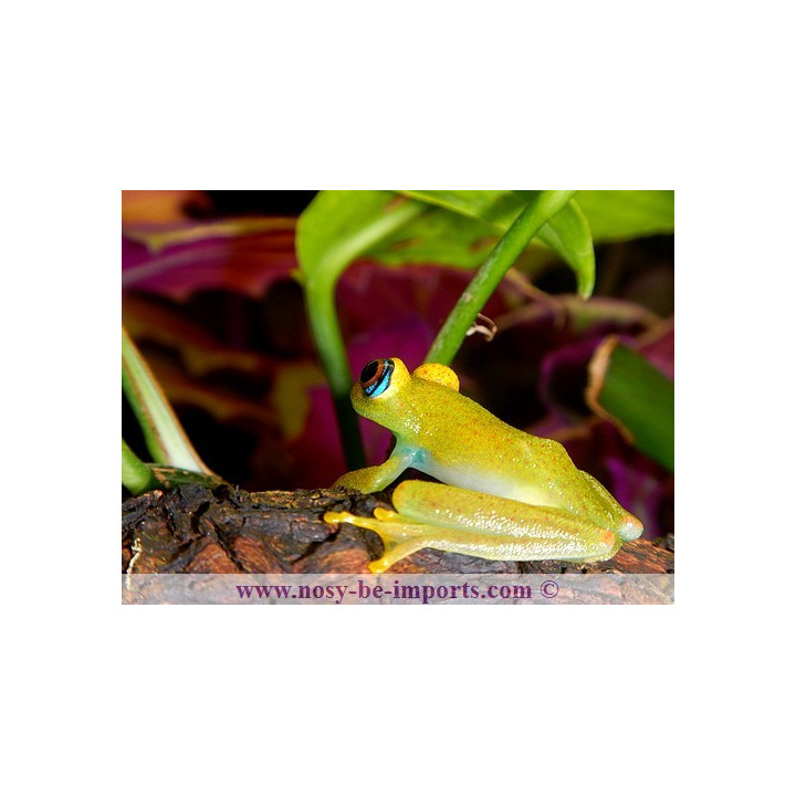 Boophis viridis
