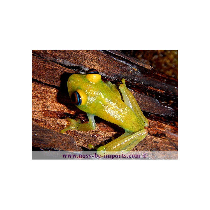 Boophis viridis