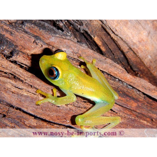 Boophis viridis
