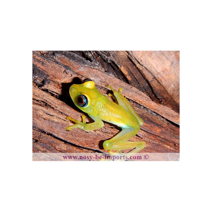 Boophis viridis