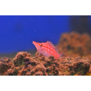Oxycirrhites typus - poisson faucon - aquarium sur mesure