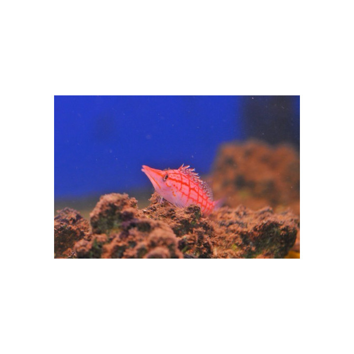 Oxycirrhites typus - poisson faucon - aquarium sur mesure