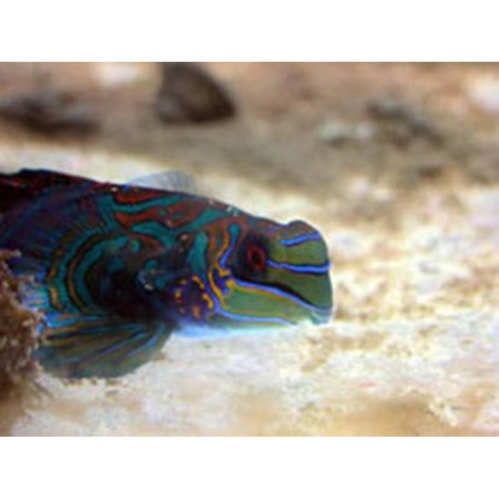 Synchiropus splendidus 