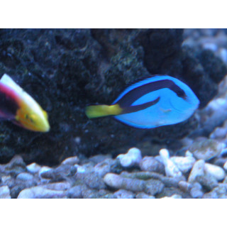 Paracanthurus hepatus