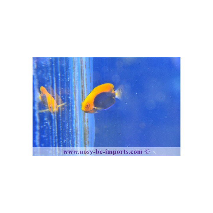 Centropyge acanthops