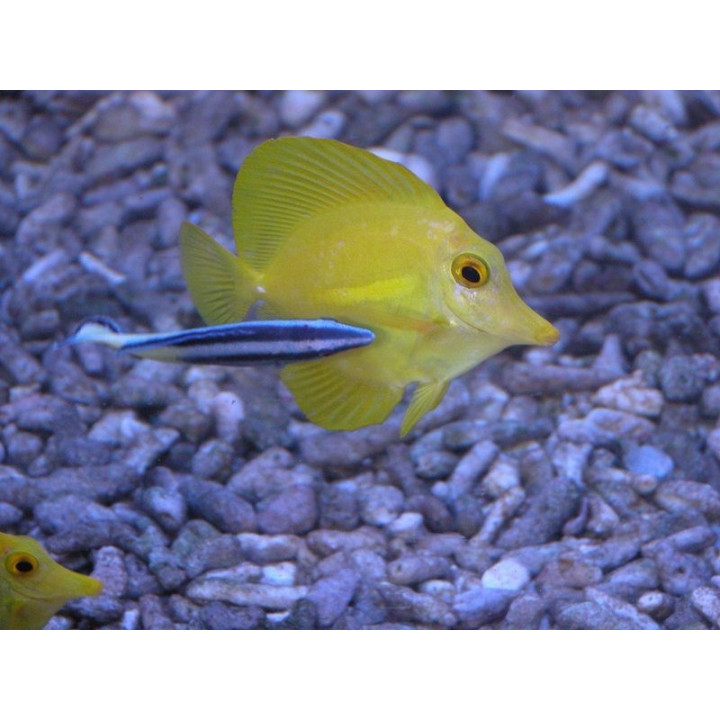 Labroides bicolor