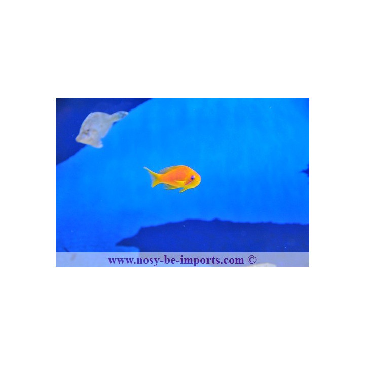 Pseudanthias squamipinnis