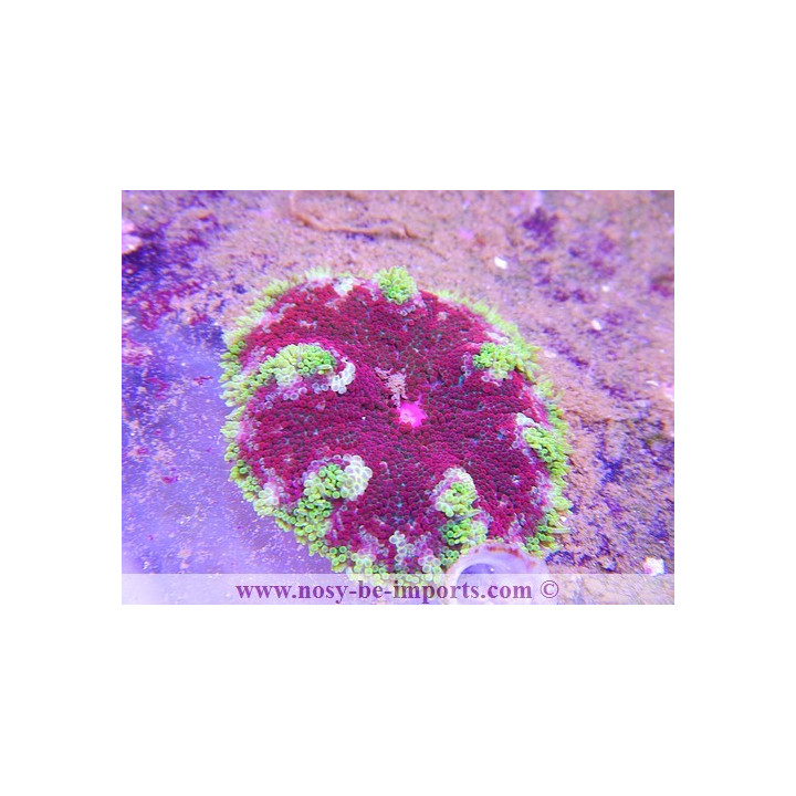 Stichodactyla tapetum