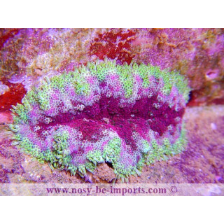 Stichodactyla tapetum