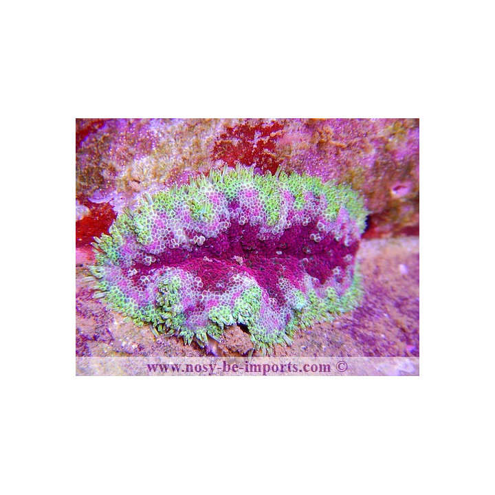 Stichodactyla tapetum