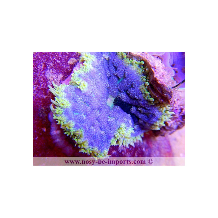 Stichodactyla tapetum