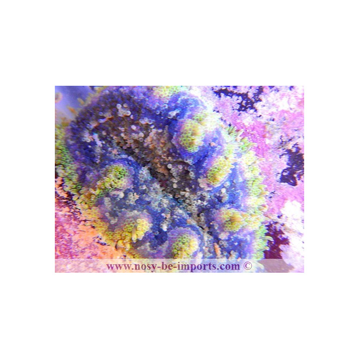 Stichodactyla tapetum