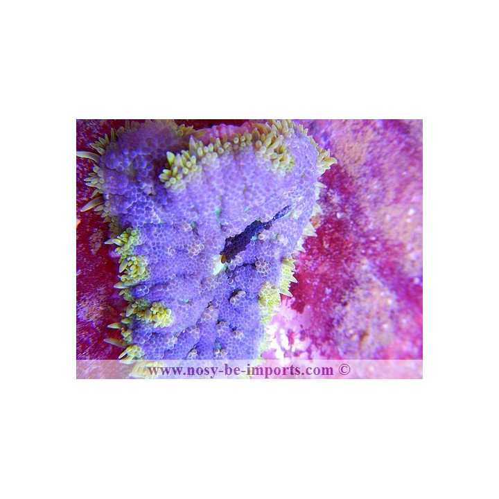 Stichodactyla tapetum